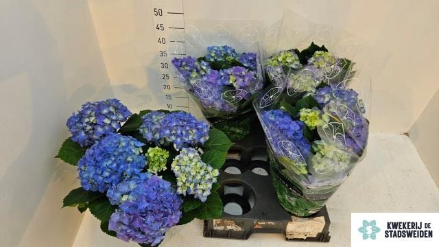 <h4>HYDR M EARLY BLUE</h4>