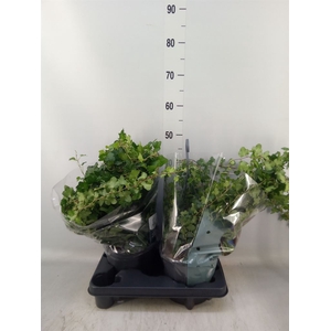 Hedera helix 'Wonder'