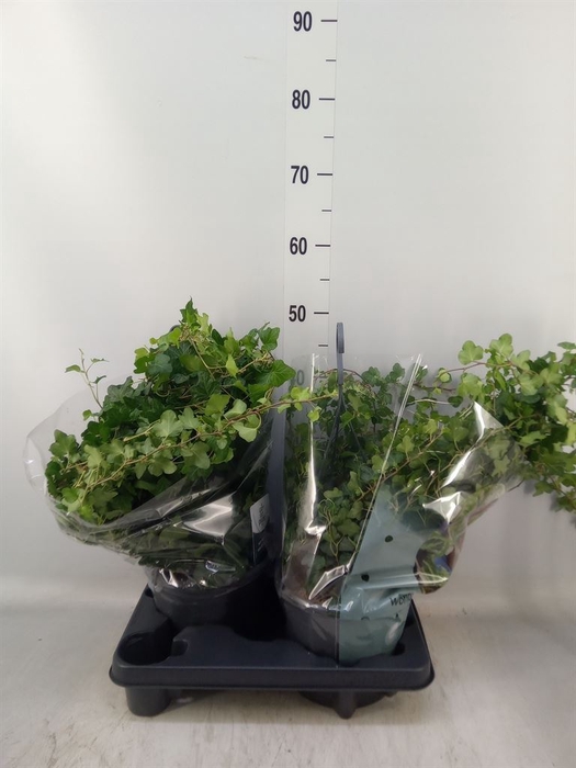 <h4>Hedera helix 'Wonder'</h4>