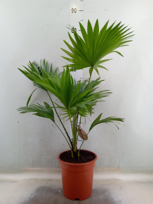<h4>Livistona rotundifolia</h4>