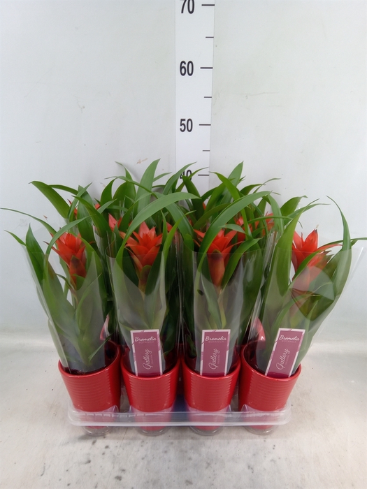 <h4>Guzmania  'Ostara'</h4>