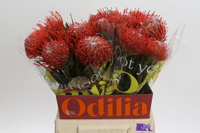 <h4>Nutans Tango</h4>