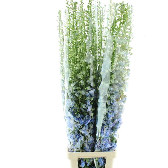<h4>Delphinium Aurora Light Blue Super</h4>