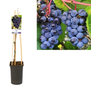 Vitis 'Zilga' +light label