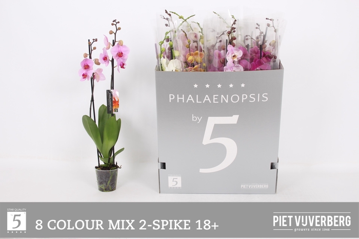 <h4>PHAL GEM 8 KL</h4>