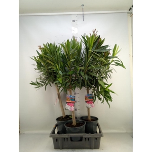 Nerium oleander   ...