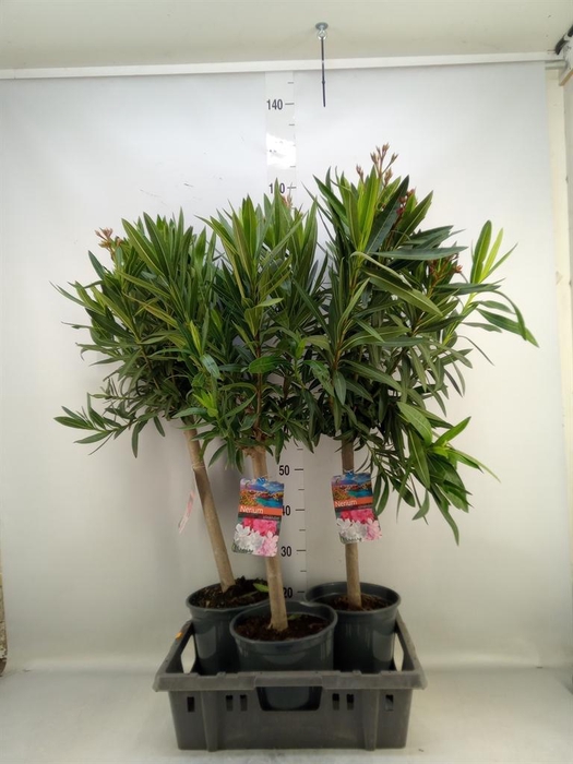 <h4>Nerium oleander   ...</h4>