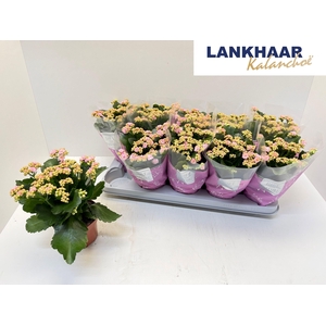 KAL GE PERFECTA PINK