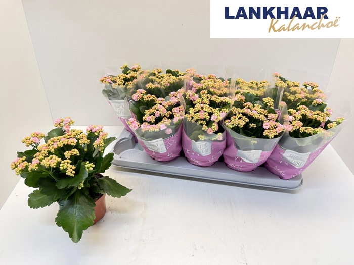 KAL GE PERFECTA PINK