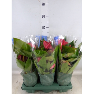 Anthurium andr. 'Picanta Red'