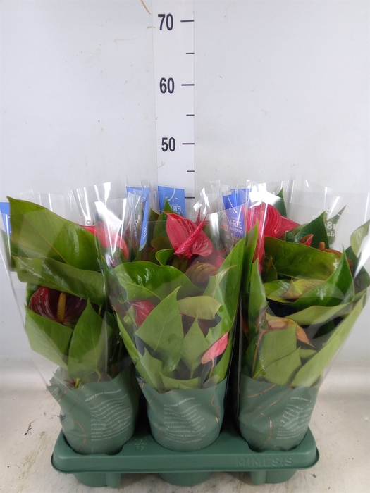 <h4>Anthurium andr. 'Picanta Red'</h4>
