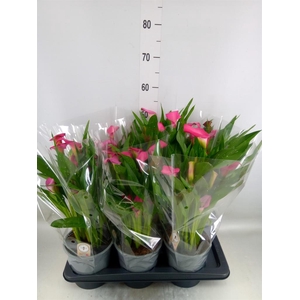 Zantedeschia  'Zazu'