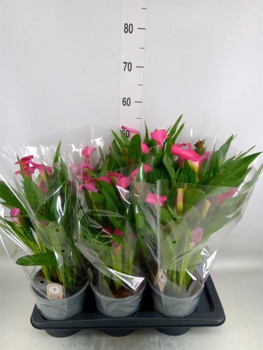<h4>Zantedeschia 'Zazu'</h4>