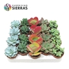 Sierra's® - Sevilla Succulent Mix (Deluxe)