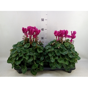 Cyclamen GR 'XL'