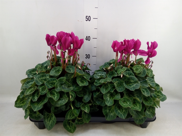 <h4>Cyclamen GR 'XL'</h4>