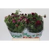 Ranunculus Magical Raspberry