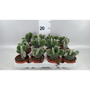 Opuntia microdasys 'Albispina'