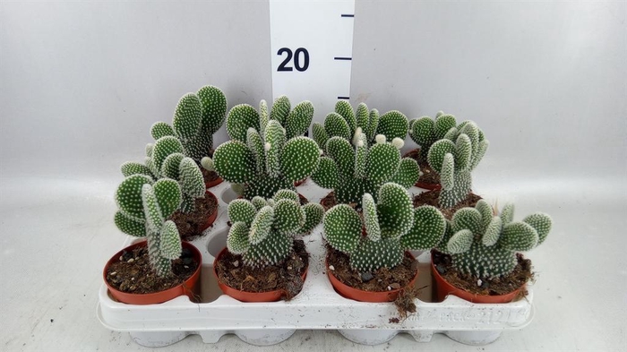 <h4>Opuntia microdasys 'Albispina'</h4>