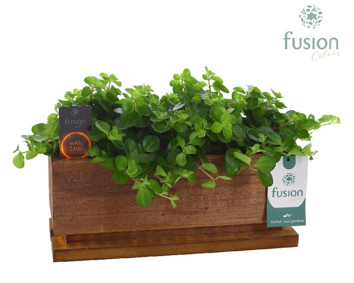 Arrangementen kamerplanten groen H% hout FC-23.0528FDH mit Led