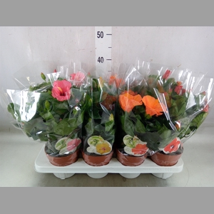 Hibiscus rosa-sin. 'Sunny'  ..mix
