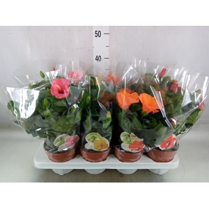 Hibiscus rosa-sin. 'Sunny'  ..mix
