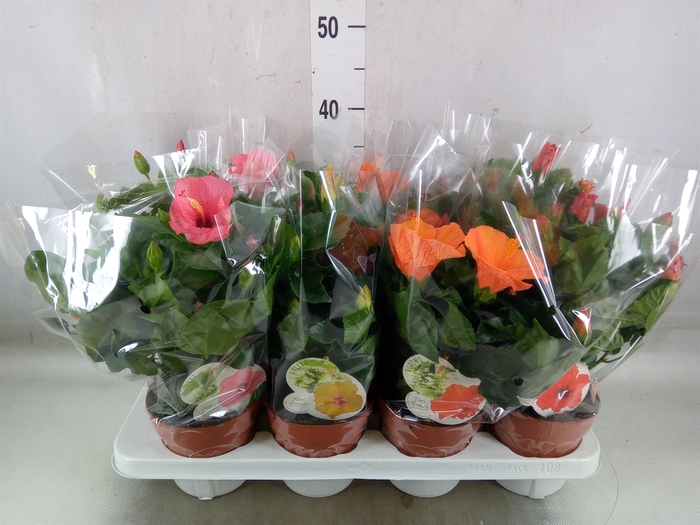 <h4>Hibiscus rosa-sin. 'Sunny'  ..mix</h4>