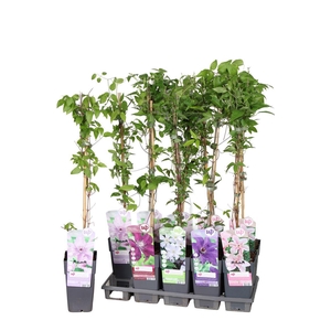 Clematis overig