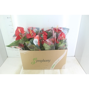 ANTHURIUM QUERIDA P15