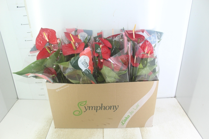 ANTHURIUM QUERIDA P15