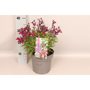 Perkplanten 19 cm  Salvia greggi Burgundy