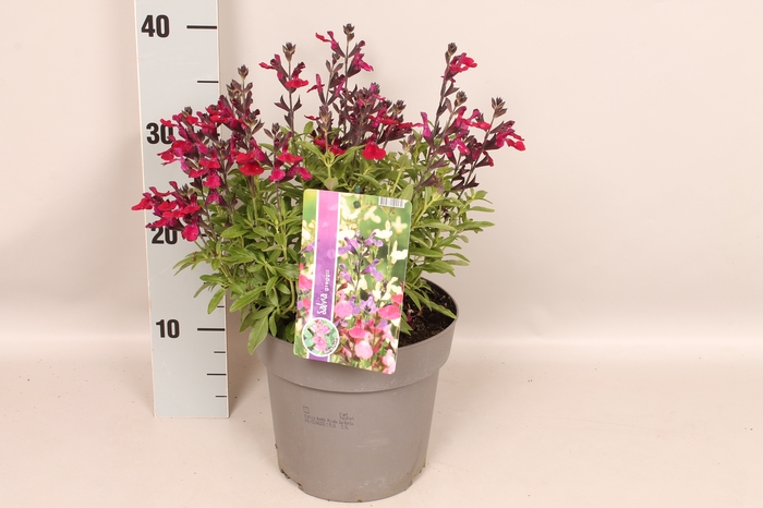 <h4>Perkplanten 19 cm  Salvia greggi Burgundy</h4>