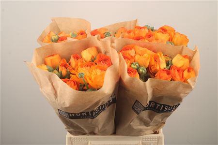 <h4>Ran Fr Su Lambada</h4>