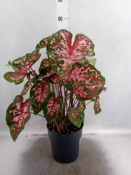 <h4>Caladium   ...</h4>