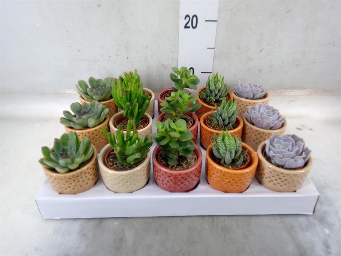 <h4>Succulents ...</h4>