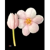 Tulp Pastel Pink