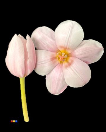 Tulp Pastel Pink