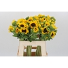 Helianthus Orange Fire
