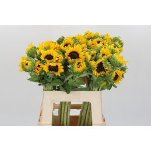 Helianthus Orange Fire