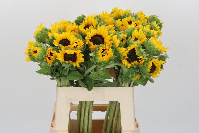 <h4>Helianthus Orange Fire</h4>