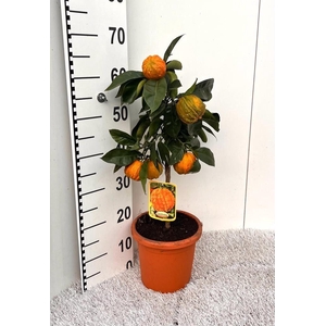 Citrus sinensis Canaliculata stem