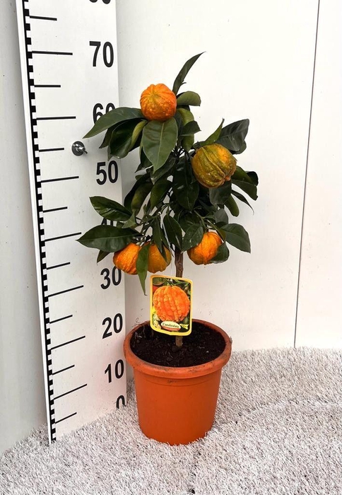 <h4>Citrus sinensis Canaliculata stem</h4>