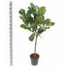 arr8 Ficus Lyrata