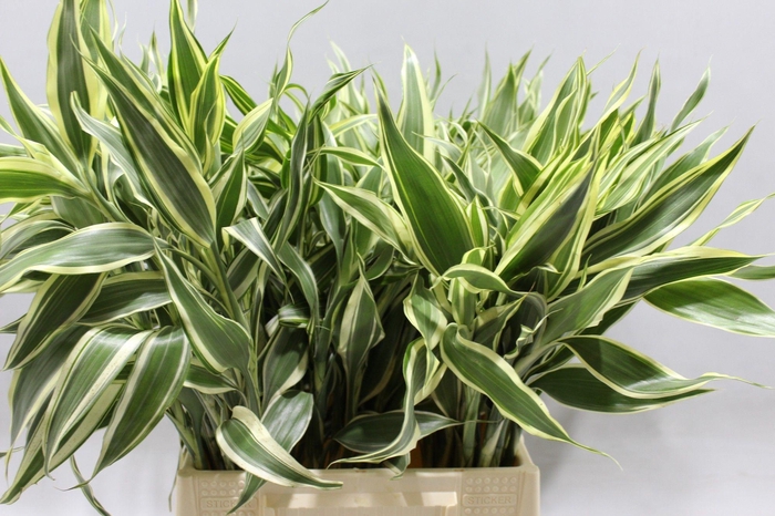 <h4>DECOGROEN OV</h4>