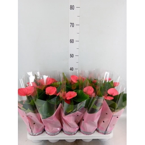 Anthurium andr. 'Sweet Dream'