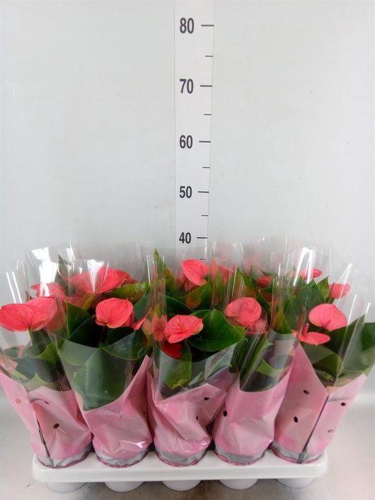 <h4>Anthurium andr. 'Sweet Dream'</h4>