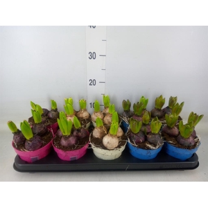 Hyacinthus orie.   ...mix 3