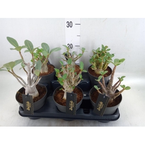 Adenium NB 'Ansu Baobab'
