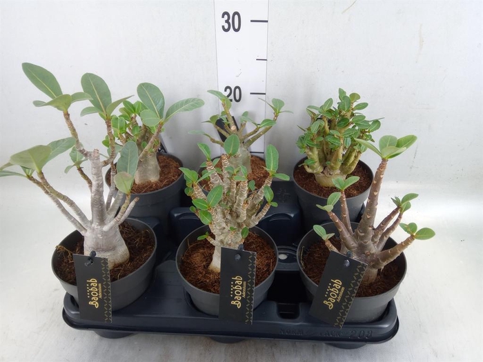 <h4>Adenium NB 'Ansu Baobab'</h4>