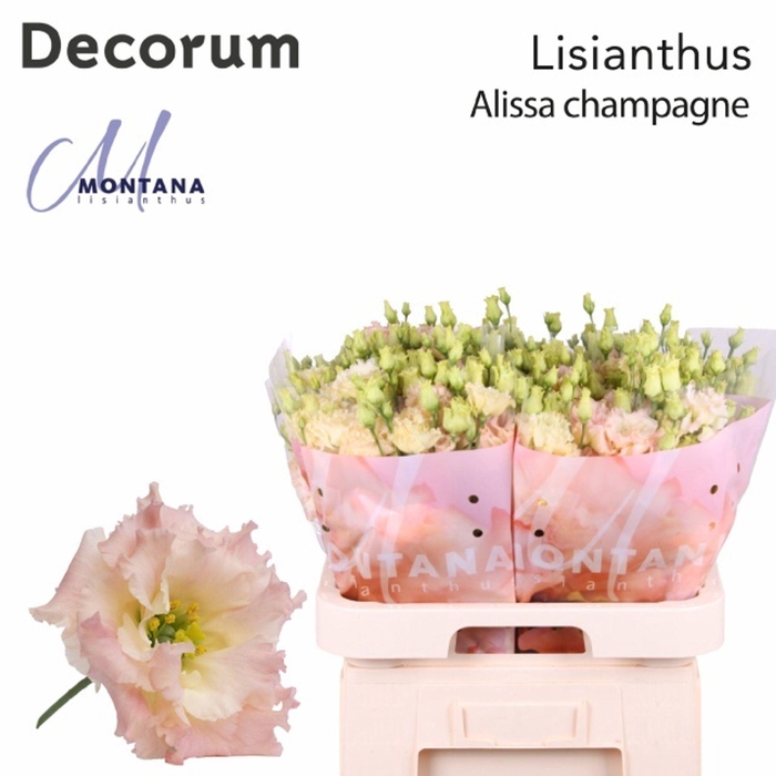 <h4>Lis G Alissa Champagne</h4>